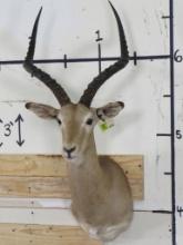 Impala Sh Mt TAXIDERMY