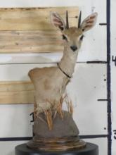 Steenbok Table Pedestal TAXIDERMY