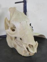 Javelina Skull TAXIDERMY