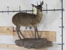 Lifesize Klipspringer on Base TAXIDERMY