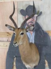 Impala Sh Mt TAXIDERMY