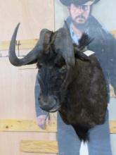 Newer Black Wildebeest Sh Mt TAXIDERMY