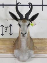 Springbok Sh Mt TAXIDERMY