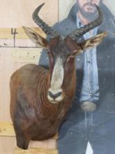 Tsessebe Sh Mt TAXIDERMY