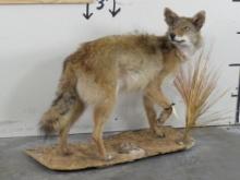 Lifesize Coyote on Base TAXIDERMY