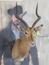 Impala Sh Mt TAXIDERMY