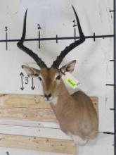 Impala Sh Mt TAXIDERMY