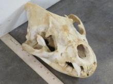 Hyena Skull TAXIDERMY