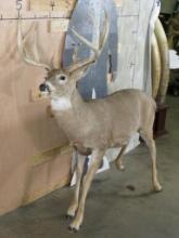 Nice Lifesize 10 Pt Whitetail *No Base* TAXIDERMY