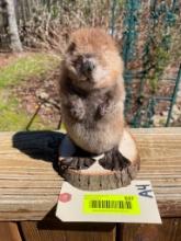 CUTE, little Baby beaver , NEW taxidermy mopunt, 7 1/2 inches tall, 7 1/2 inches wide at the tail, o