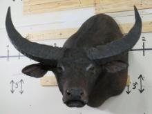 XL Water Buffalo w/BIG Horns 41" Spread TAXIDERMY