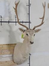 White Fallow Sh Mt TAXIDERMY