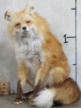 Beautiful Lifesize Sitting Red Fox *No Base* TAXIDERMY