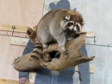 Lifesize Fat Coon on a Log, Nice Mount TAXIDERMY