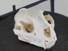 Very Nice Leopard Skull *TX RES ONLY* TAXIDERMY