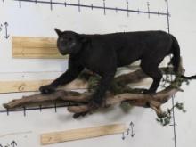 Lifesize Mountain Lion (Dyed Black) On Base "Black Panther" TAXIDERMY