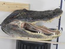 New XL Alligator Head TAXIDERMY