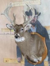 Very Nice/Big 25 Pt Whitetail Sh Mt, Heavy Rack TAXIDERMY