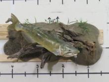Nice XL Repro Catfish on Realistic Scene w/Natural Wood TAXIDERMY