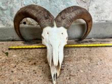 Nice Large Aoudad Skull, Thick Horns TAXIDERMY