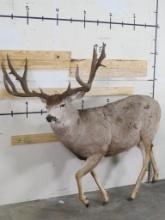 Lifesize Mule Deer w/Huge 13pt Rack *No base TAXIDERMY