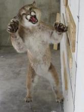 Very Nice Lifesize Mountain Lion *No base TAXIDERMY