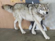 Very Nice XL Lifesize Wolf *No Base* TAXIDERMY