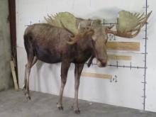 Lifesize Moose w/Repro Rack 77"Spread *No base TAXIDERMY