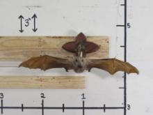 RARE Hammerhead Bat w/Hanger (taxidermy not mummified) TAXIDERMY ODDITIES&CURIOSITIES