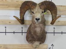 HUGE Argali Sheep Sh Mt TAXIDERMY