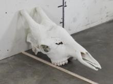 Very Nice Giraffe Skull Upper w/All Teeth TAXIDERMY