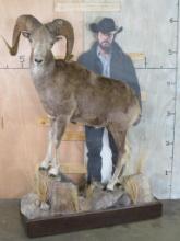 Beautiful Big Sheep on Base w/wheels TAXIDERMY