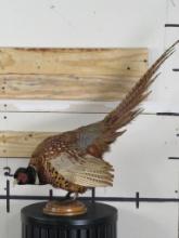 Beautiful Lifesize Pheasant on Wood Base TAXIDERMY