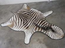 Carpeted Zebra Rug w/Leather Piping TAXIDERMY