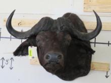 Cape Buffalo Sh Mt w/35.5"Spread TAXIDERMY