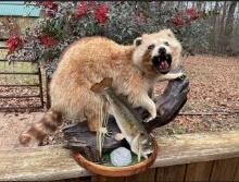 Very RARE, Cinnamon color Raccoon, on habit base, with bass fish, 29 inches long, 16 inches wide and