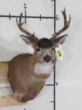 9Pt Blacktail Deer Sh Mt TAXIDERMY