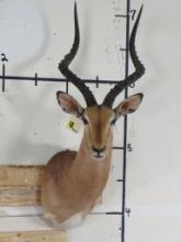 Impala Sh Mt TAXIDERMY