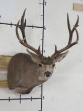 11 Pt Mule Deer Sh Mt w/Huge Rack TAXIDERMY