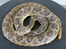 Lifesize Coiled Western Diamondback Rattlesnake TAXIDERMY