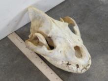 Hyena Skull TAXIDERMY