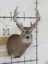 20 Pt Whitetail Sh Mt w/lots of brow tines TAXIDERMY