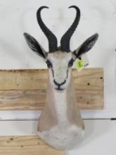 Nice Springbok Sh Mt TAXIDERMY