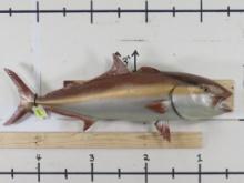 50" Amberjack Fish Mt TAXIDERMY