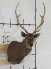 Sika Deer Sh Mt TAXIDERMY