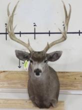 Mule Deer Sh Mt TAXIDERMY