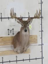 12 Pt Whitetail Sh Mt w/23" Spread TAXIDERMY