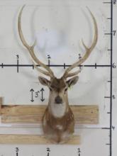 Axis Deer Sh Mt W/long Antlers TAXIDERMY