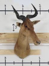 Coke's Hartebeest Sh Mt TAXIDERMY