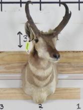 Pronghorn Sh Mt TAXIDERMY